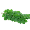 Murungai Keerai / Drumstick Leaves App. 250g