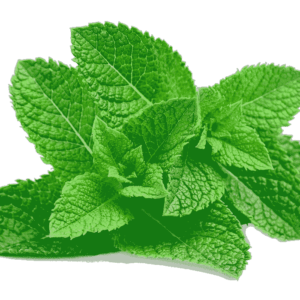 Fresh Mint Leaf / Pudina Bunch