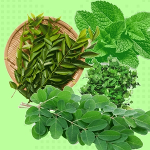 Indian & Srilankan Leaves